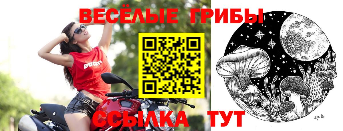 Псилоцибиновые грибы Psilocybe Свободный